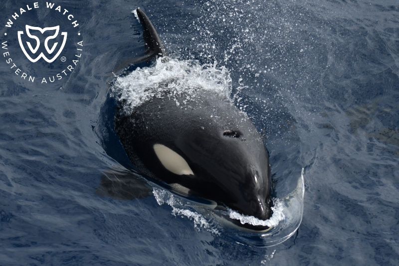 Whale Watch Western Australia