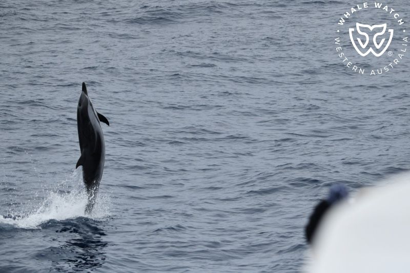 Whale Watch Western Australia