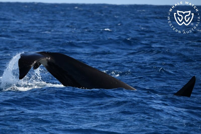 Whale Watch Western Australia