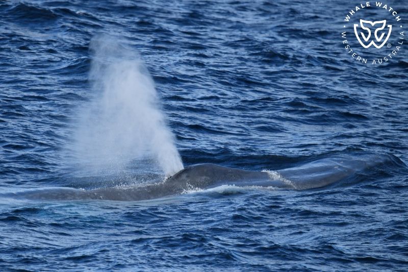 Whale Watch Western Australia