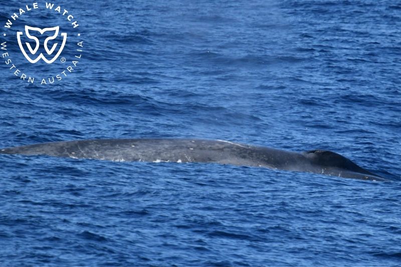 Whale Watch Western Australia