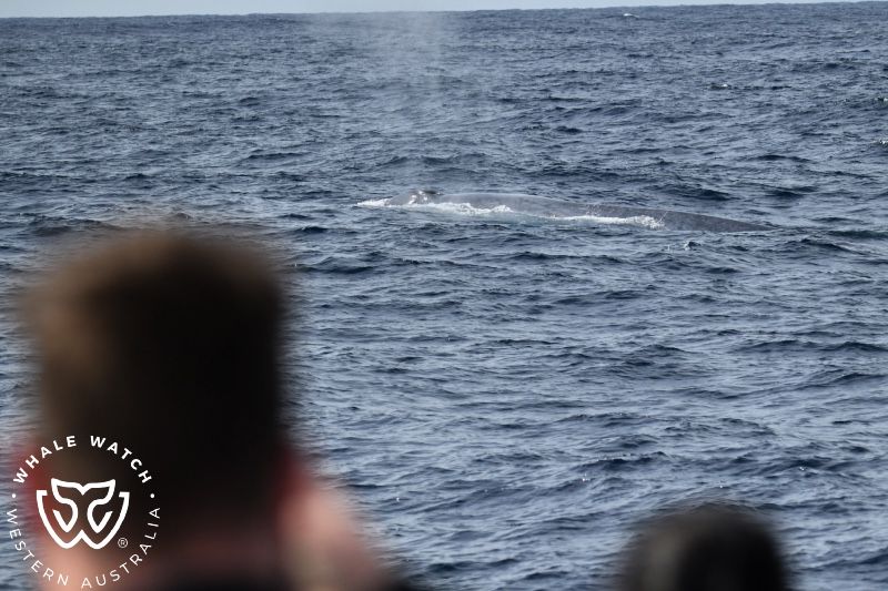 Whale Watch Western Australia
