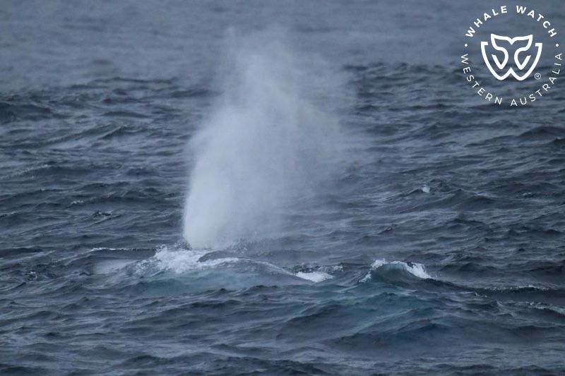 Whale Watch Western Australia