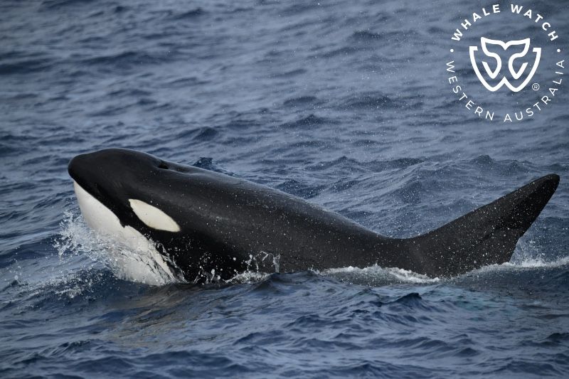 Whale Watch Western Australia