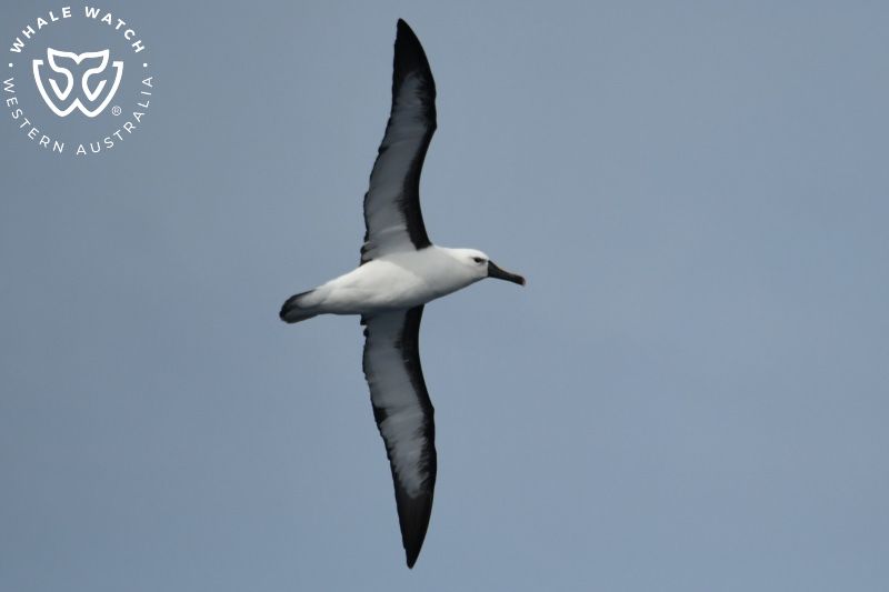 Whale Watch Western Australia