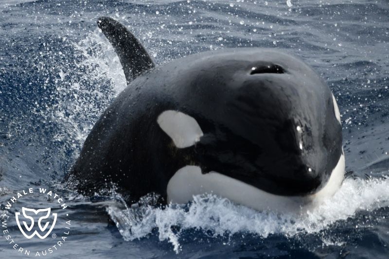 Whale Watch Western Australia