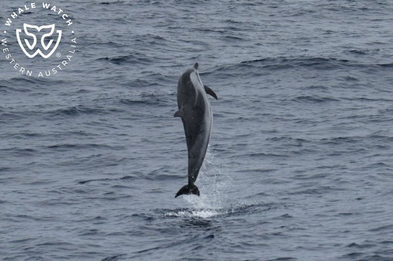 Whale Watch Western Australia