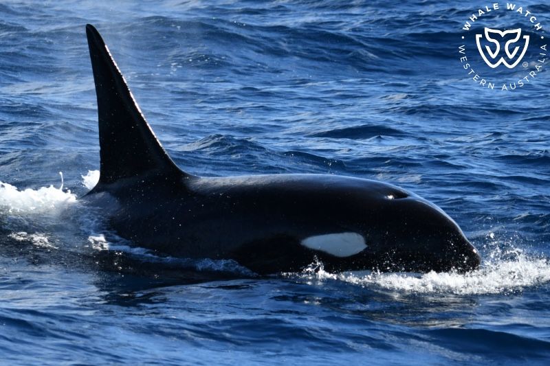 Whale Watch Western Australia