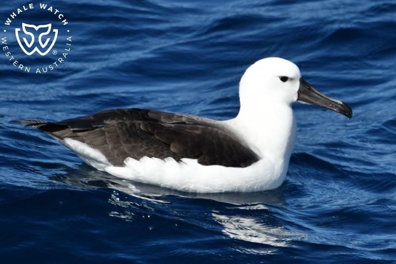 Whale Watch Western Australia