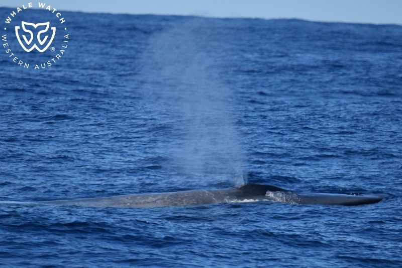 Whale Watch Western Australia