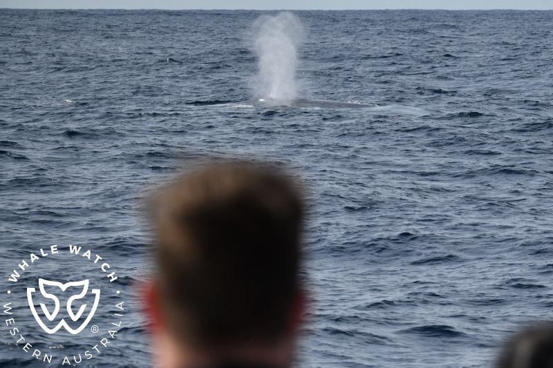 Whale Watch Western Australia