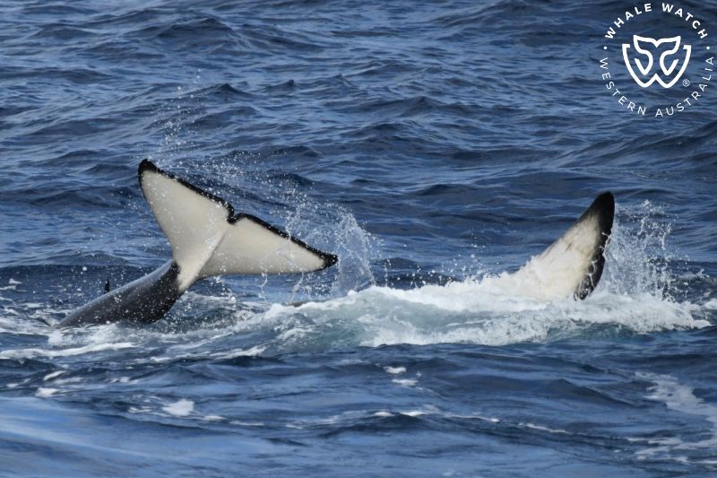 Whale Watch Western Australia