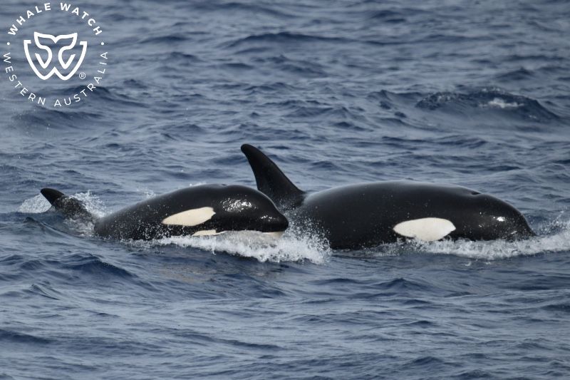 Whale Watch Western Australia
