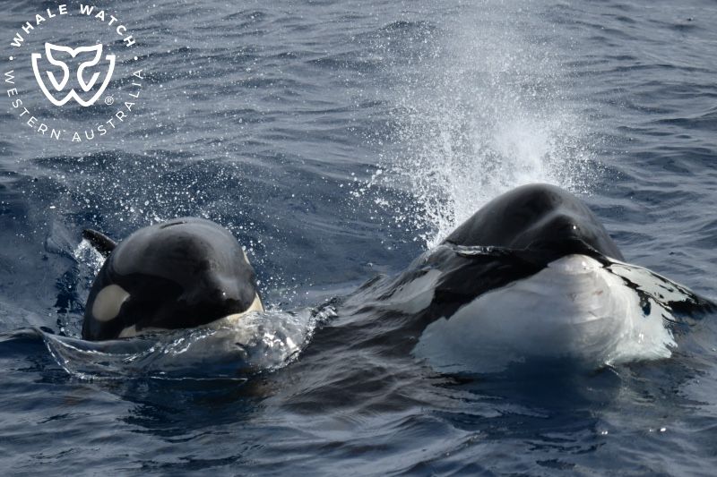 Whale Watch Western Australia