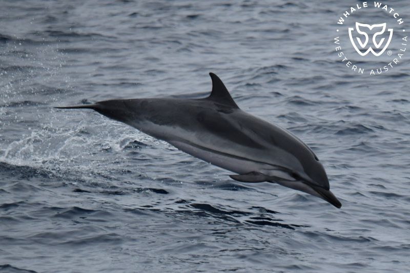 Whale Watch Western Australia