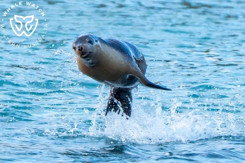 Whale Watch Western Australia