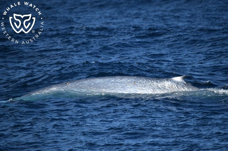 Whale Watch Western Australia