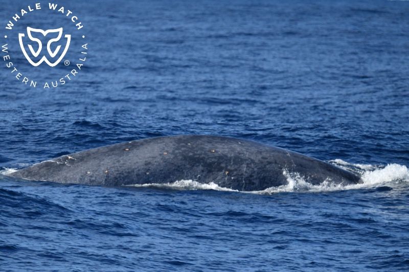 Whale Watch Western Australia