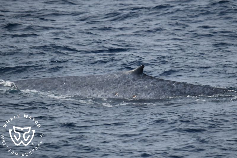Whale Watch Western Australia