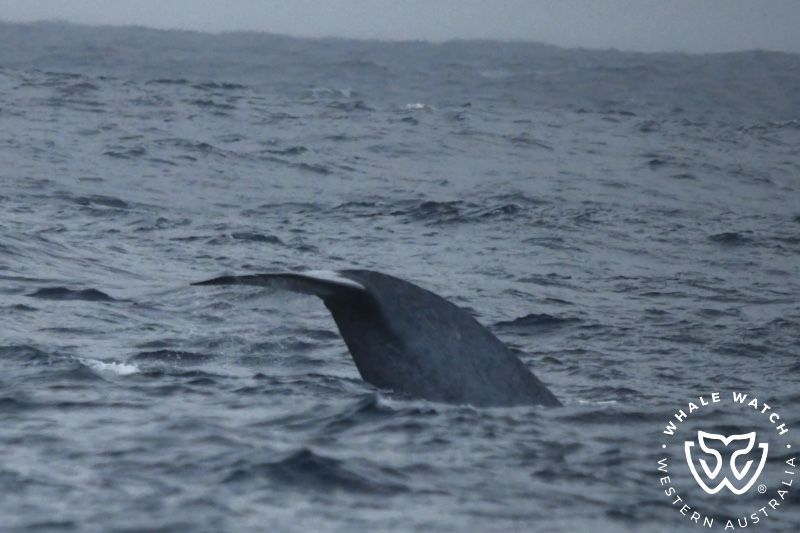 Whale Watch Western Australia