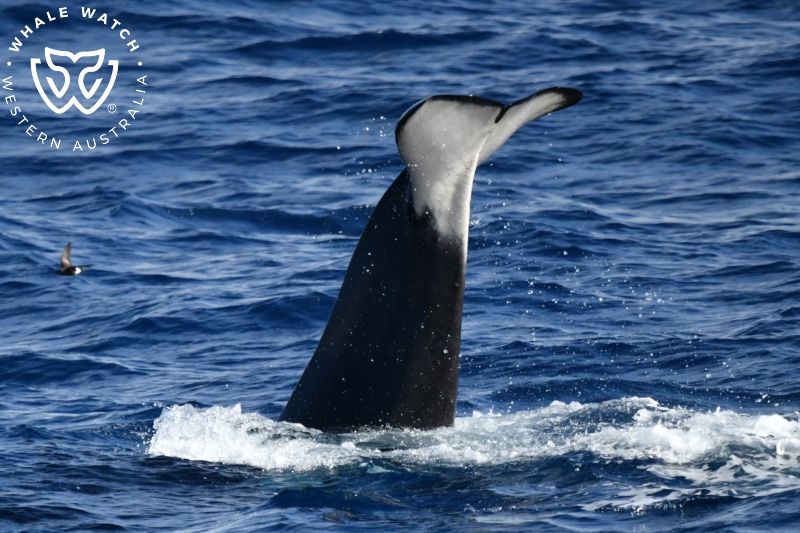 Whale Watch Western Australia