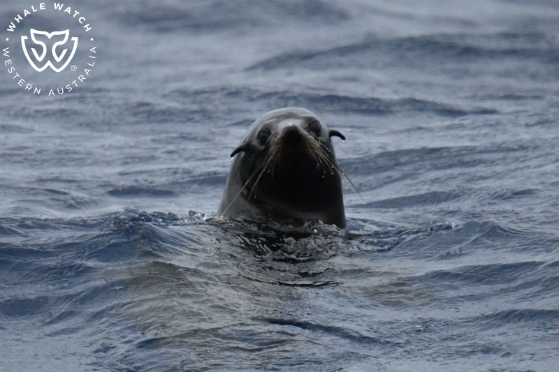 Whale Watch Western Australia