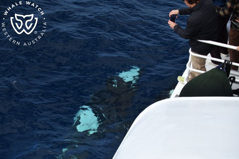 Whale Watch Western Australia