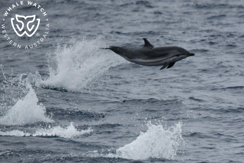 Whale Watch Western Australia