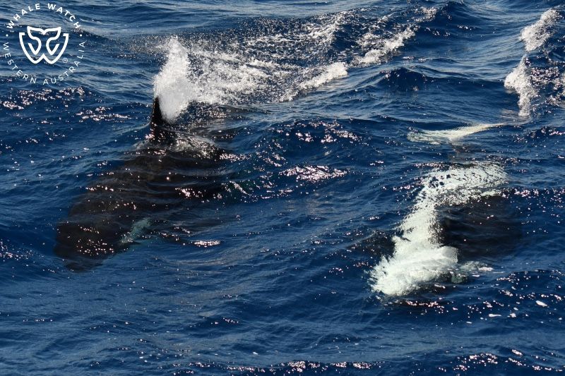 Whale Watch Western Australia