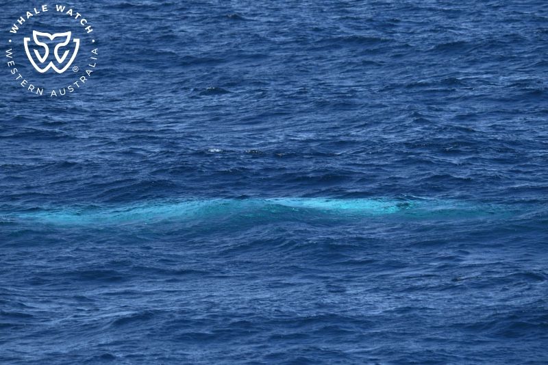 Whale Watch Western Australia