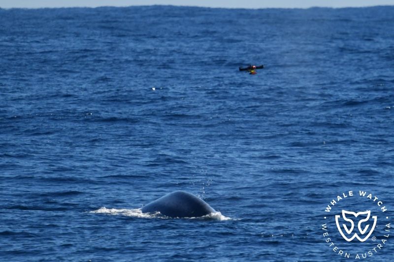 Whale Watch Western Australia