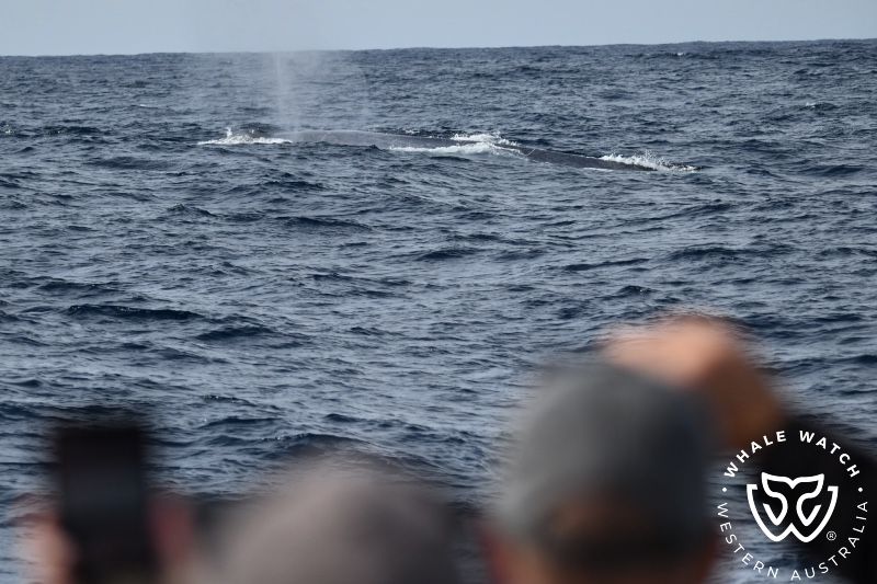 Whale Watch Western Australia
