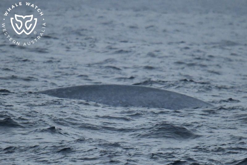 Whale Watch Western Australia