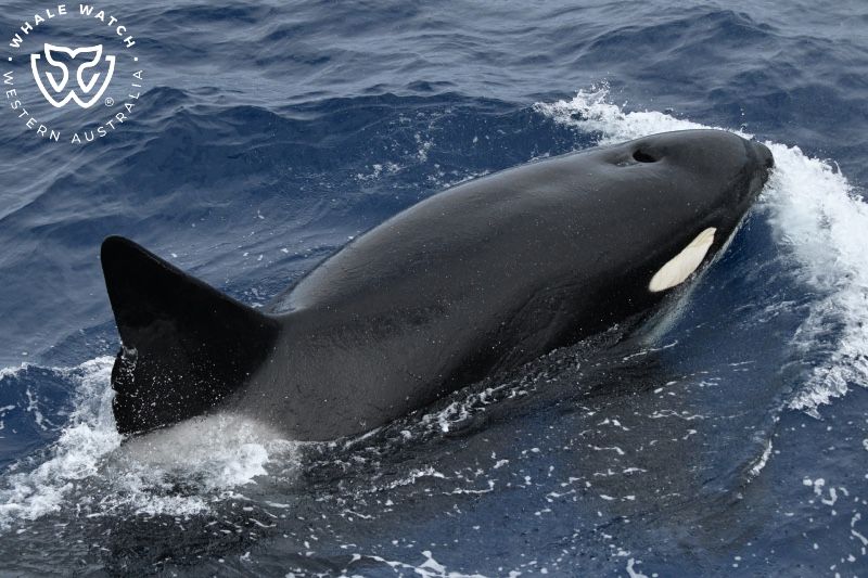 Whale Watch Western Australia