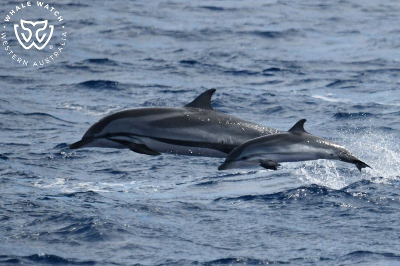 Whale Watch Western Australia