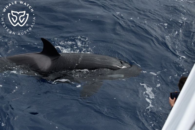 Whale Watch Western Australia