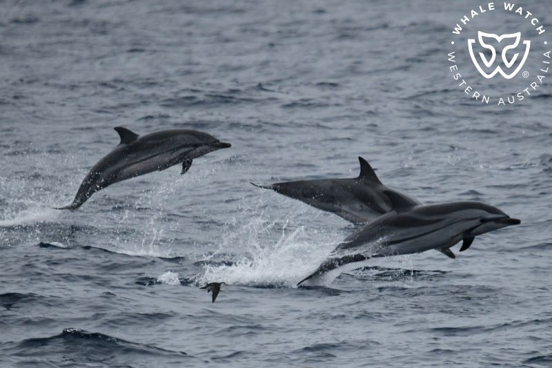 Whale Watch Western Australia