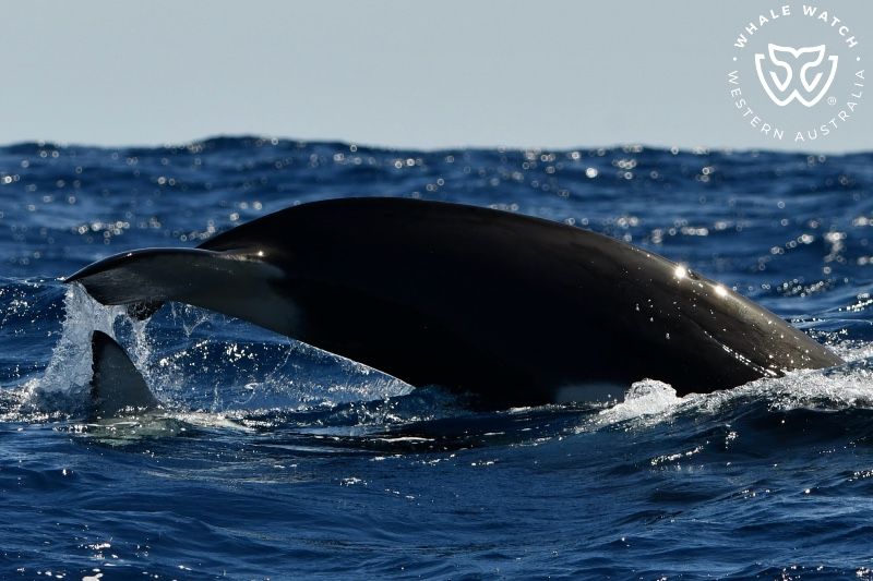 Whale Watch Western Australia