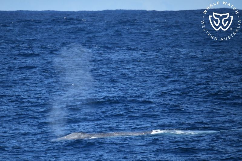 Whale Watch Western Australia