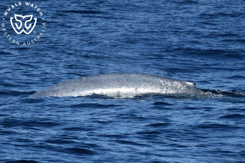 Whale Watch Western Australia