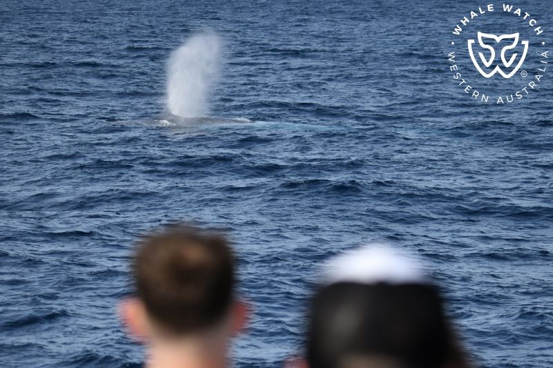 Whale Watch Western Australia