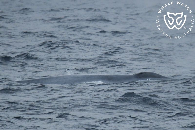 Whale Watch Western Australia