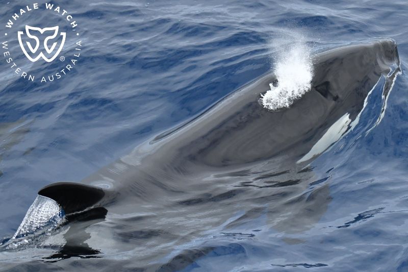 Whale Watch Western Australia