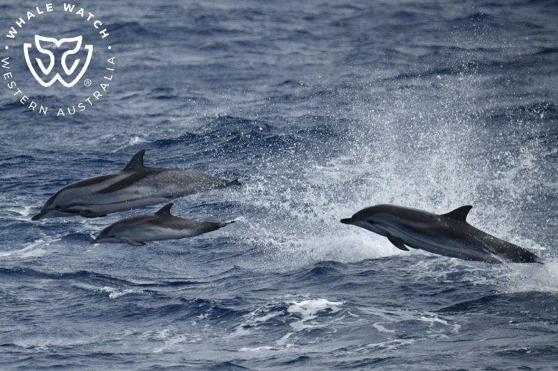 Whale Watch Western Australia