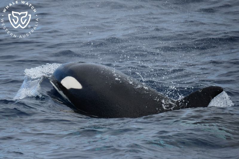 Whale Watch Western Australia