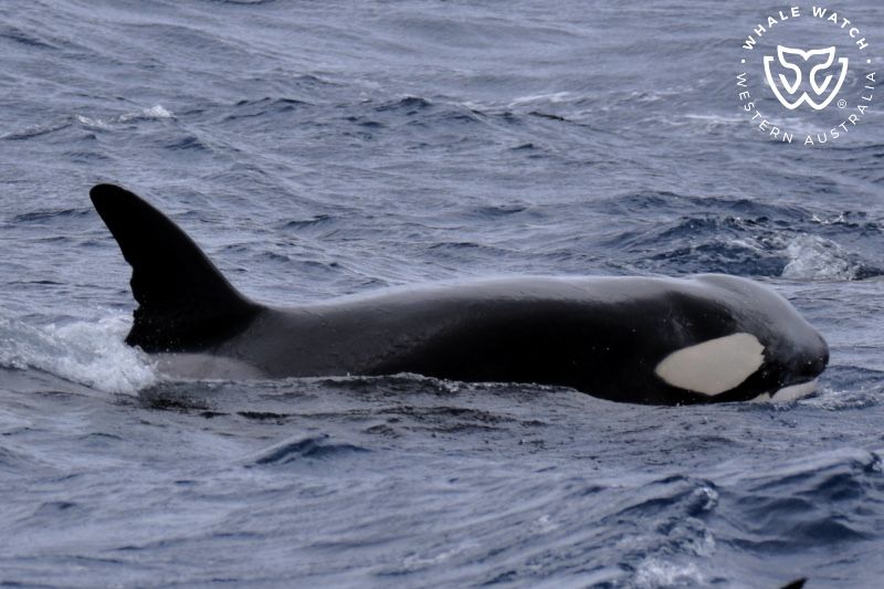 Whale Watch Western Australia