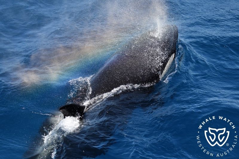 Whale Watch Western Australia