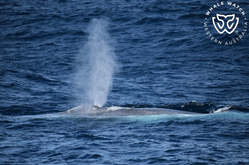 Whale Watch Western Australia