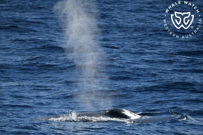 Whale Watch Western Australia