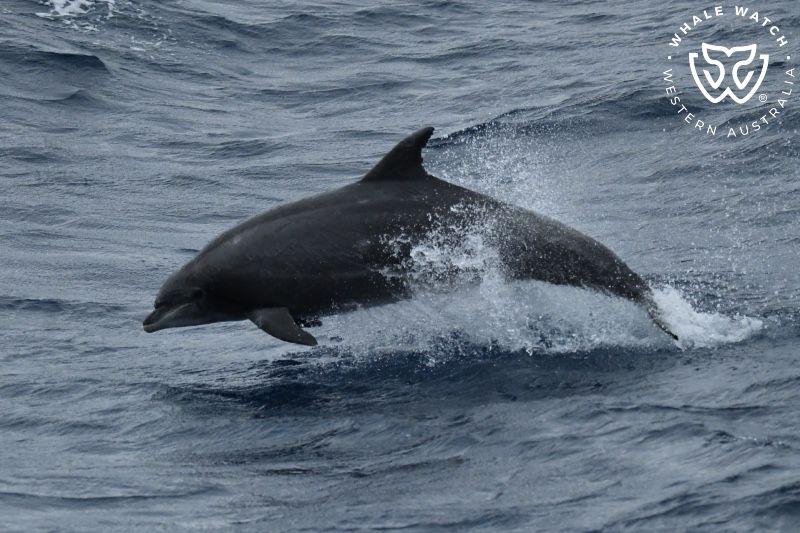 Whale Watch Western Australia